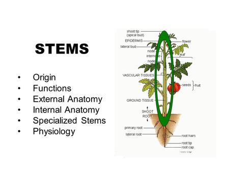STEMS Origin Functions External Anatomy Internal Anatomy