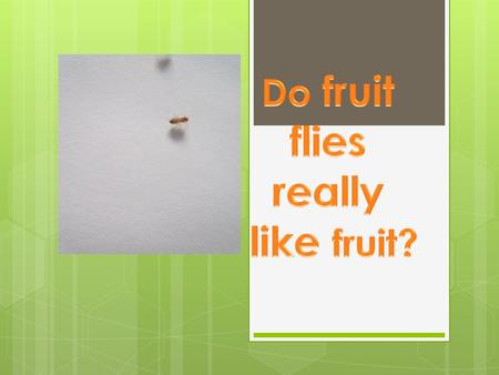 Question  Do fruit flies really like fruit? If not what food do they like best?