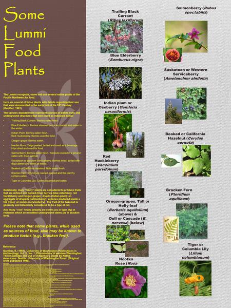 Some Lummi Food Plants The Lummi recognize, name and use several native plants of the Pacific Northwest for food. Here are several of those plants with.