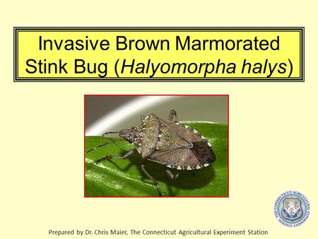 Invasive Brown Marmorated Stink Bug (Halyomorpha halys) Prepared by Dr. Chris Maier, The Connecticut Agricultural Experiment Station.