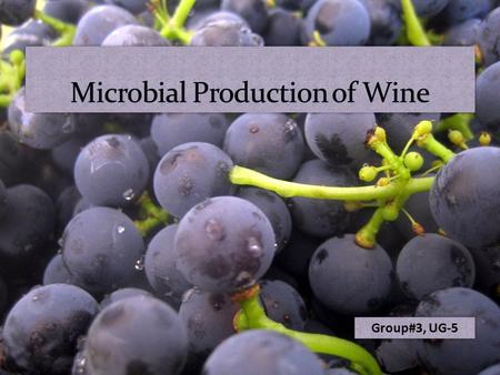 Group#3, UG-5. Wine  Wine is an alcoholic beverage made from the fermentation of grape juice.  Yeast (Saccharomyces cerevisiae) is mostly used for fermentation.