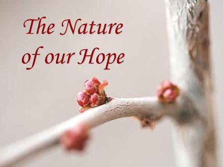 The Nature of our Hope. Our Hope is a Better Hope It is BETTER than the hope of those who lived under the law of Moses. “…for the law made nothing perfect;