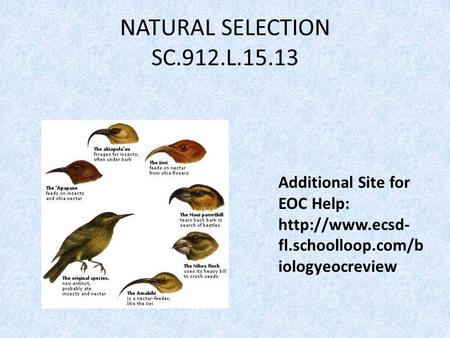 NATURAL SELECTION SC.912.L Additional Site for EOC Help: