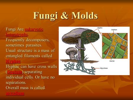 Fungi & Molds Fungi Are eukaryotic heterotrophs. Frequently decomposers, sometimes parasites. Usual structure is a mass of entangled filaments called Hyphae.