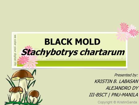 Copyright © KristinGanda BLACK MOLD Stachybotrys chartarum Presented by: KRISTIN B. LABASAN ALEJANDRO DY III-BSCT | PNU-MANILA.