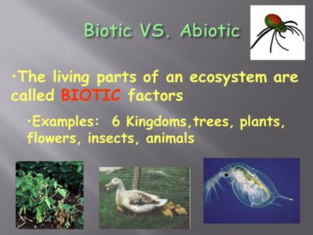 Biotic VS. Abiotic The living parts of an ecosystem are called BIOTIC factors Examples: 6 Kingdoms,trees, plants, flowers, insects, animals.