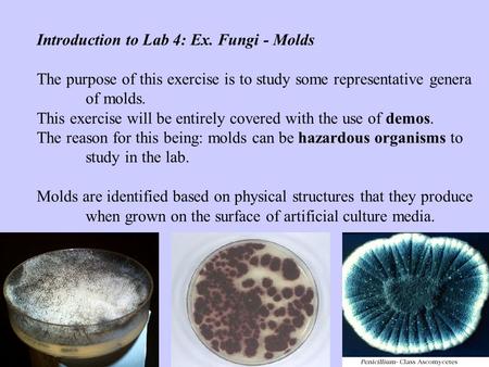 Introduction to Lab 4: Ex. Fungi - Molds
