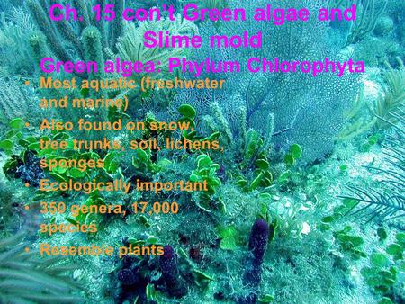 Ch. 15 con’t Green algae and Slime mold Green algea: Phylum Chlorophyta Most aquatic (freshwater and marine) Also found on snow, tree trunks, soil, lichens,