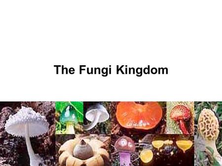 The Fungi Kingdom.