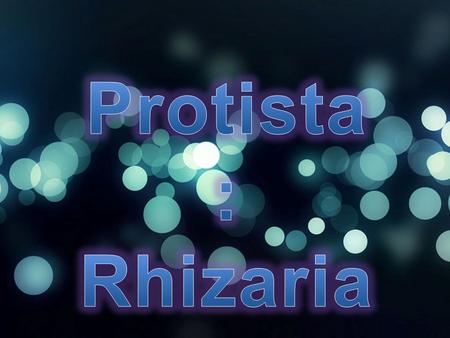 Protista: Rhizaria.