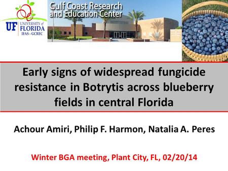 Achour Amiri, Philip F. Harmon, Natalia A. Peres Winter BGA meeting, Plant City, FL, 02/20/14 Early signs of widespread fungicide resistance in Botrytis.