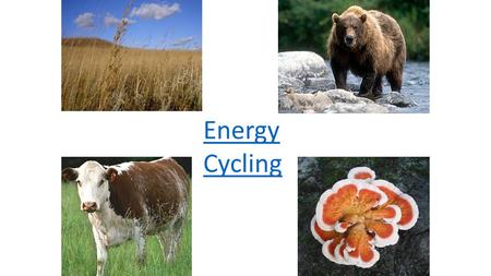 Energy Cycling. Energy Flow within an Ecosystem Sun Producers Primary Consumer Secondary/Tertiary Consumer Decomposers Heat Chemical Energy Solar Energy.