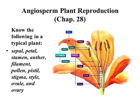 Angiosperm Plant Reproduction (Chap. 28) Know the following in a typical plant: sepal, petal, stamen, anther, filament, pollen, pistil, stigma, style,