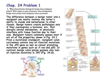 Chap. 24 Problem 1 The difference between a benign tumor and a malignant one mostly involves the latter's ability to invade and metastasize to other tissues.