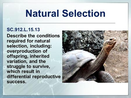 Natural Selection SC.912.L.15.13 Describe the conditions required for natural selection, including: overproduction of offspring, inherited variation, and.