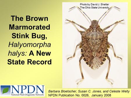 The Brown Marmorated Stink Bug, Halyomorpha halys: A New State Record Photo by David J. Shetlar The Ohio State University Barbara Bloetscher, Susan C.