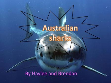Australian sharks By Haylee and Brendan.