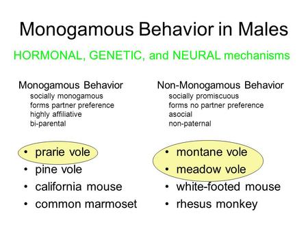 Monogamous Behavior in Males prarie vole pine vole california mouse common marmoset montane vole meadow vole white-footed mouse rhesus monkey Monogamous.