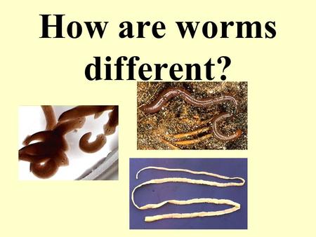 How are worms different?. 3 KINDS OF WORMS Some free living and some parasites in every group.