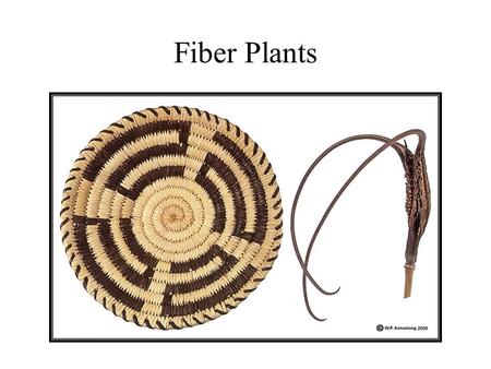 Fiber Plants. Vascular Cells Cellulose Fibers Plant Fibers The cell wall of the fiber cells – which is what gives them their properties of strength.
