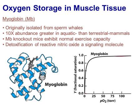 Oxygen Storage in Muscle Tissue Myoglobin (Mb) Originally isolated from sperm whales 10X abundance greater in aquatic- than terrestrial-mammals Mb knockout.