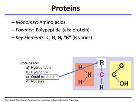 Proteins – Monomer: Amino acids – Polymer: Polypeptide (aka protein) – Key Elements: C, H, N, “R” (R varies) Copyright © 2008 Pearson Education, Inc.,