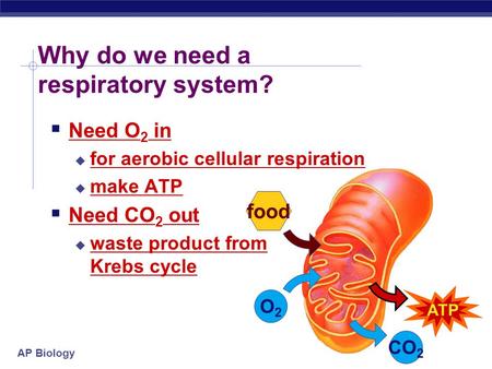 AP Biology Why do we need a respiratory system? O2O2 food ATP CO 2  Need O 2 in  for aerobic cellular respiration  make ATP  Need CO 2 out  waste.