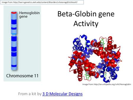 Beta-Globin gene Activity From a kit by 3 D Molecular Designs3 D Molecular Designs Image from:  Image from: