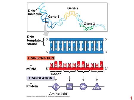 DNA molecule Gene 1 Gene 2 Gene 3 DNA template strand TRANSCRIPTION TRANSLATION mRNA Protein Codon Amino acid 1.