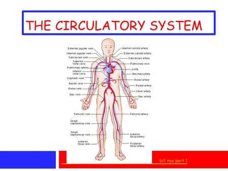 THE CIRCULATORY SYSTEM bill nye part 1. I. TRANSPORTATION SYSTEM * delivers OXYGEN to cells (RBC’S) * removes CARBON DIOXIDE * transports NUTRIENTS to.