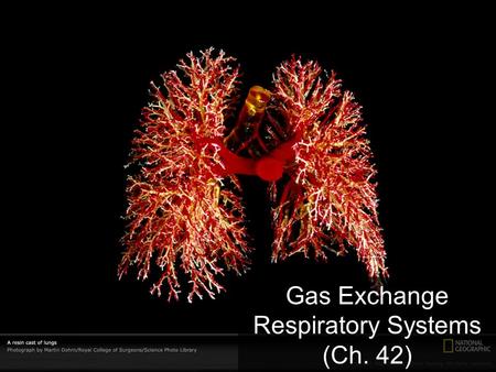 Gas Exchange Respiratory Systems (Ch. 42) Why do we need a respiratory system? O2O2 food ATP CO 2 respiration for respiration Need O 2 in – for aerobic.