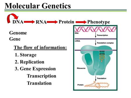Molecular Genetics DNA RNA Protein Phenotype Genome Gene
