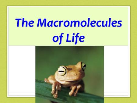 The Macromolecules of Life