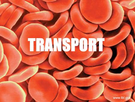 TRANSPORT www.lbl.gov. Adaptations for Transport TRANSPORT: It is the process by which substances move into or out cells or are distributed within cells.