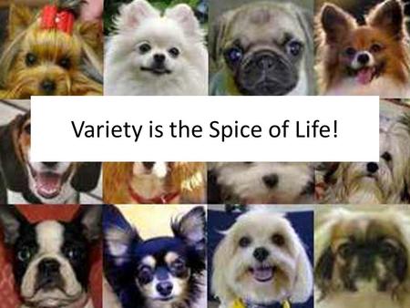 Variety is the Spice of Life!. Genetic Variation- the raw material for evolution.