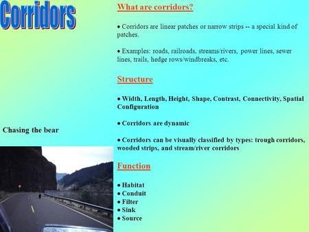 What are corridors?  Corridors are linear patches or narrow strips -- a special kind of patches.  Examples: roads, railroads, streams/rivers, power.