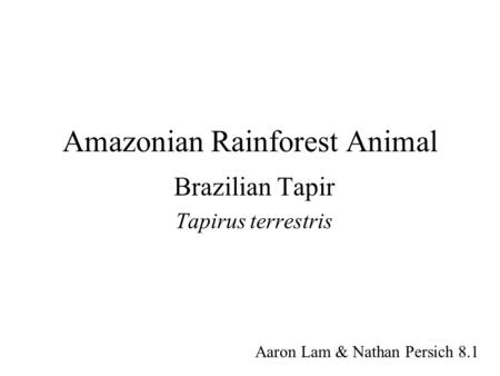 Amazonian Rainforest Animal Brazilian Tapir Tapirus terrestris Aaron Lam & Nathan Persich 8.1.