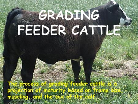 1 GRADING FEEDER CATTLE The process of grading feeder cattle is a projection of maturity based on frame size, muscling, and the sex of the calf.