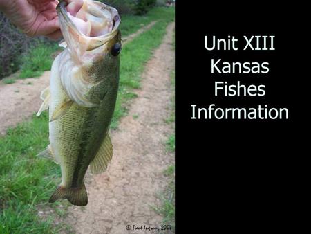 Unit XIII Kansas Fishes Information. Black Bullhead.