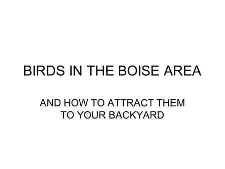 BIRDS IN THE BOISE AREA AND HOW TO ATTRACT THEM TO YOUR BACKYARD.