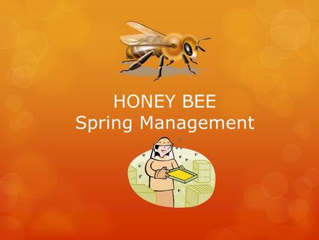 HONEY BEE Spring Management. Spring Management  One of the most important things you will do to determine if you have a honey crop or …… not !
