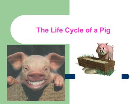 The Life Cycle of a Pig. Farrowing House Baby pigs are born in a farrowing house. The farrowing crate prevents the sow from stepping on or laying on the.