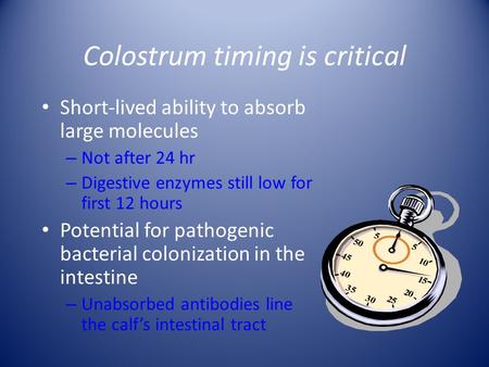 Colostrum timing is critical Short-lived ability to absorb large molecules – Not after 24 hr – Digestive enzymes still low for first 12 hours Potential.
