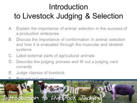 Introduction to Livestock Judging & Selection