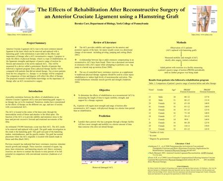 The Effects of Rehabilitation After Reconstructive Surgery of an Anterior Cruciate Ligament using a Hamstring Graft Bernice Carr, Department of Biology,