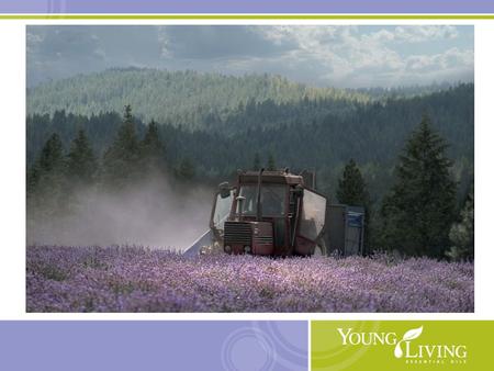 05/16/10. Young Living 15 Essential Oil blends Supporting spirituality and self-development.