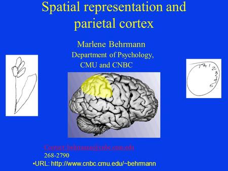 Spatial representation and parietal cortex Marlene Behrmann Department of Psychology, CMU and CNBC Contact: 268-2790 URL: