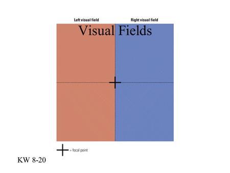 Visual Fields KW 8-20. Fovea on Cortex KW 8-22 Occipital Lobes are Independent KW 8-24.