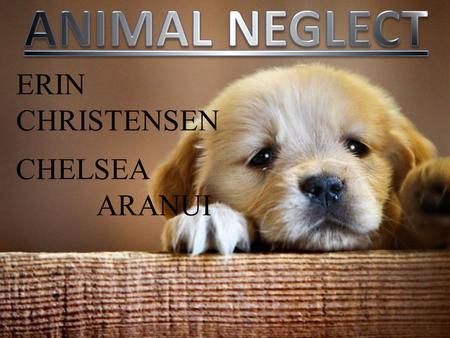 ERIN CHRISTENSEN CHELSEA ARANUI. INTRODUCTION Today we will talk about Cases of animal neglect in New Zealand How the animal has been neglected Consequences.