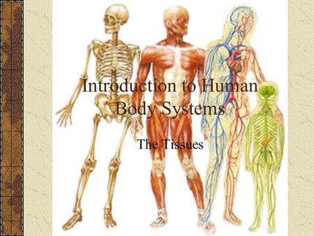 Introduction to Human Body Systems